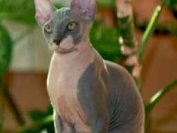 sphynx_20211211_2077423234